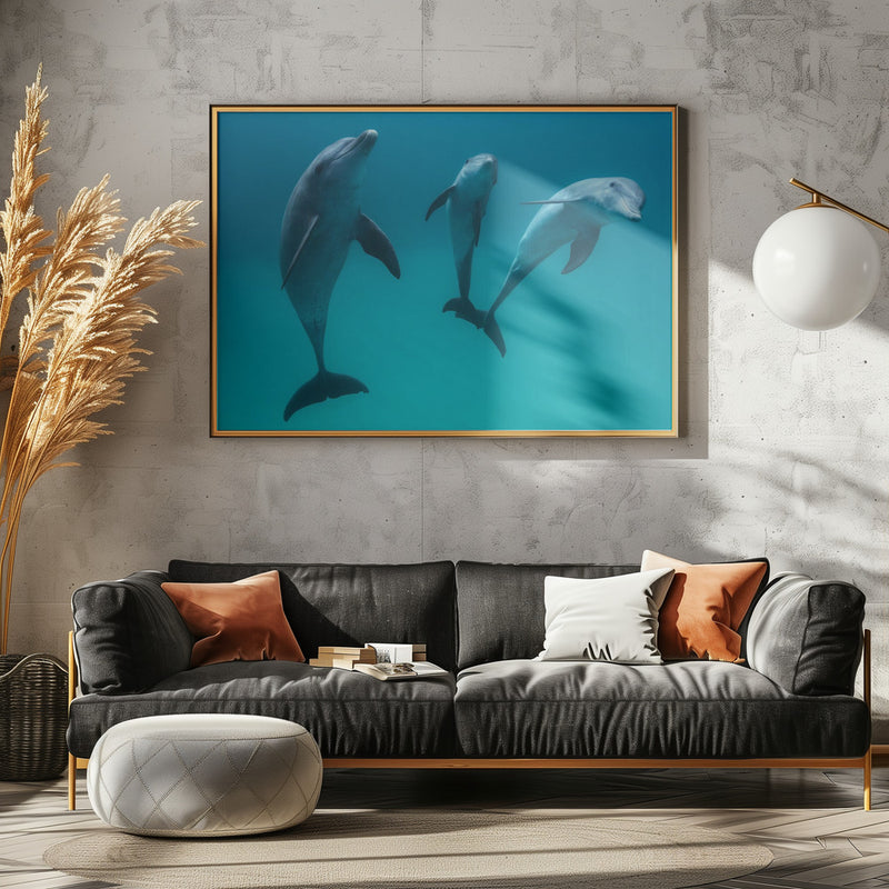 Bottlenose dolphins - Stretched Canvas, Poster or Fine Art Print I Heart Wall Art