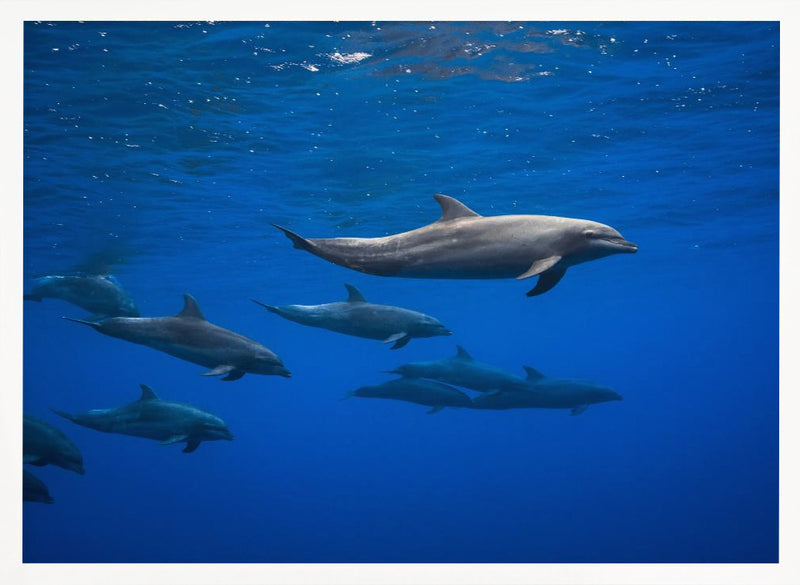 Dolphins - Stretched Canvas, Poster or Fine Art Print I Heart Wall Art