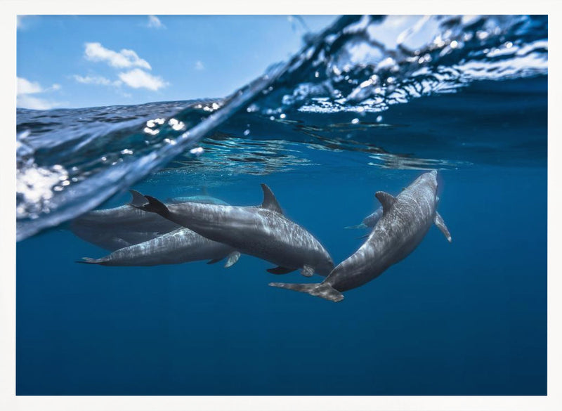 Dolphins - Stretched Canvas, Poster or Fine Art Print I Heart Wall Art