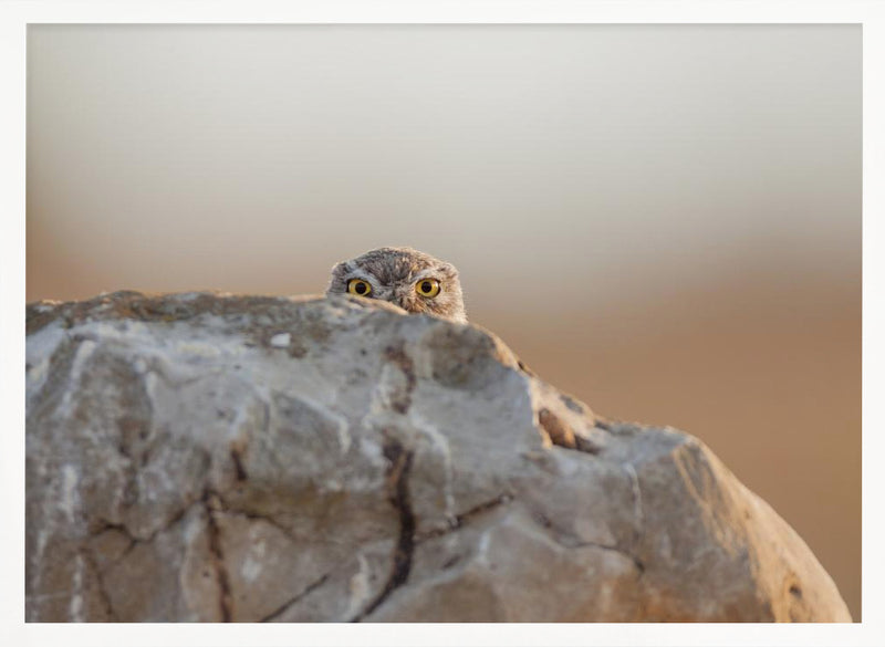 little owl - Stretched Canvas, Poster or Fine Art Print I Heart Wall Art