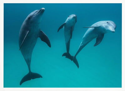 Bottlenose dolphins - Stretched Canvas, Poster or Fine Art Print I Heart Wall Art