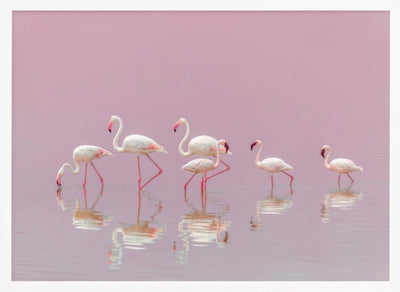 Flamingos - Stretched Canvas, Poster or Fine Art Print I Heart Wall Art