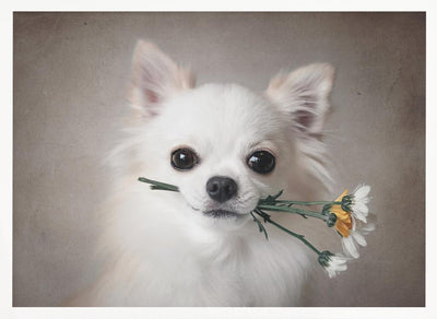 Chihuahua with flowers - Stretched Canvas, Poster or Fine Art Print I Heart Wall Art