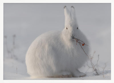 wild arctic hare - Stretched Canvas, Poster or Fine Art Print I Heart Wall Art