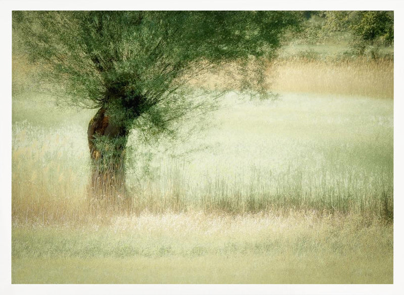 Willow - Stretched Canvas, Poster or Fine Art Print I Heart Wall Art