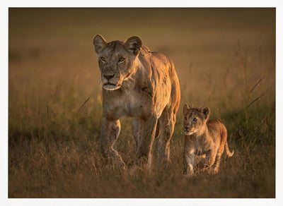 Mom lioness with cub - Stretched Canvas, Poster or Fine Art Print I Heart Wall Art