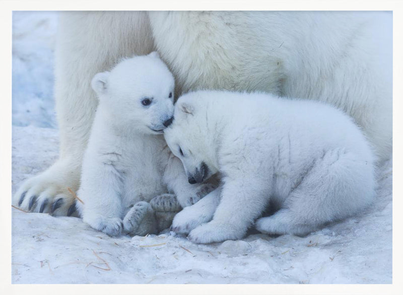 Polar bear cub - Stretched Canvas, Poster or Fine Art Print I Heart Wall Art