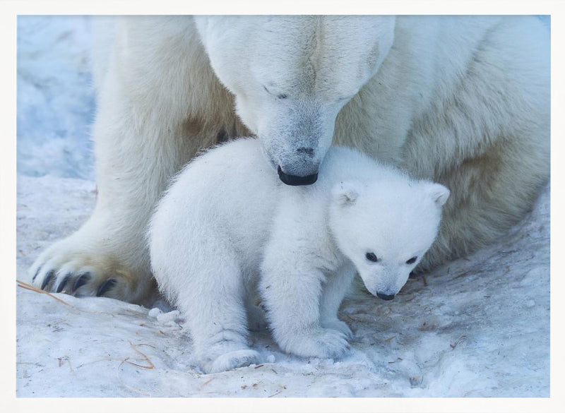 Polar bear portrait - Stretched Canvas, Poster or Fine Art Print I Heart Wall Art