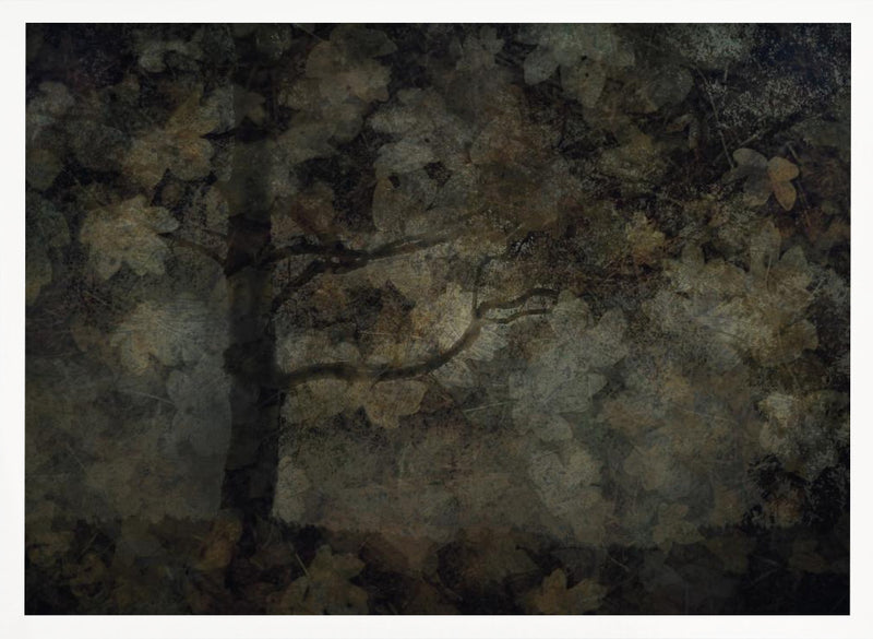 Dark forest - Stretched Canvas, Poster or Fine Art Print I Heart Wall Art