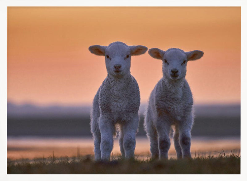 Lamb Twins - Stretched Canvas, Poster or Fine Art Print I Heart Wall Art