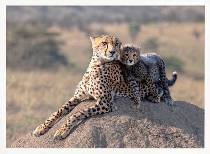 Cheetah and cup! - Stretched Canvas, Poster or Fine Art Print I Heart Wall Art