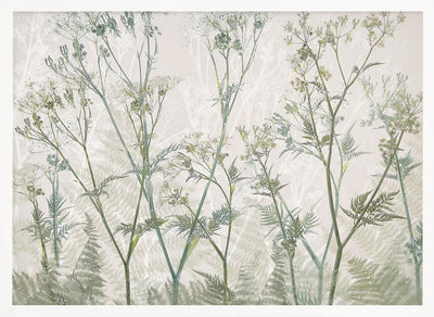 Cow parsley - Stretched Canvas, Poster or Fine Art Print I Heart Wall Art