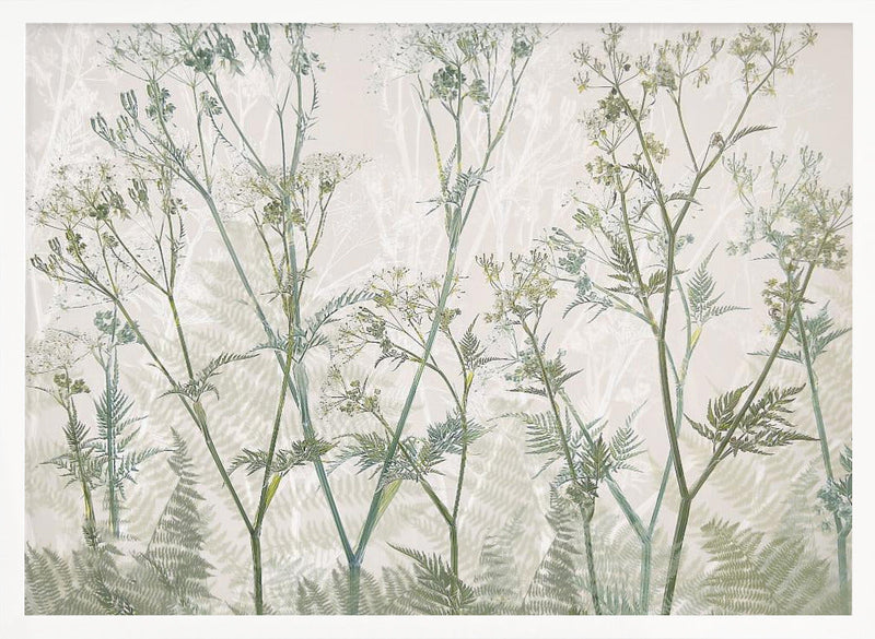 Cow parsley - Stretched Canvas, Poster or Fine Art Print I Heart Wall Art