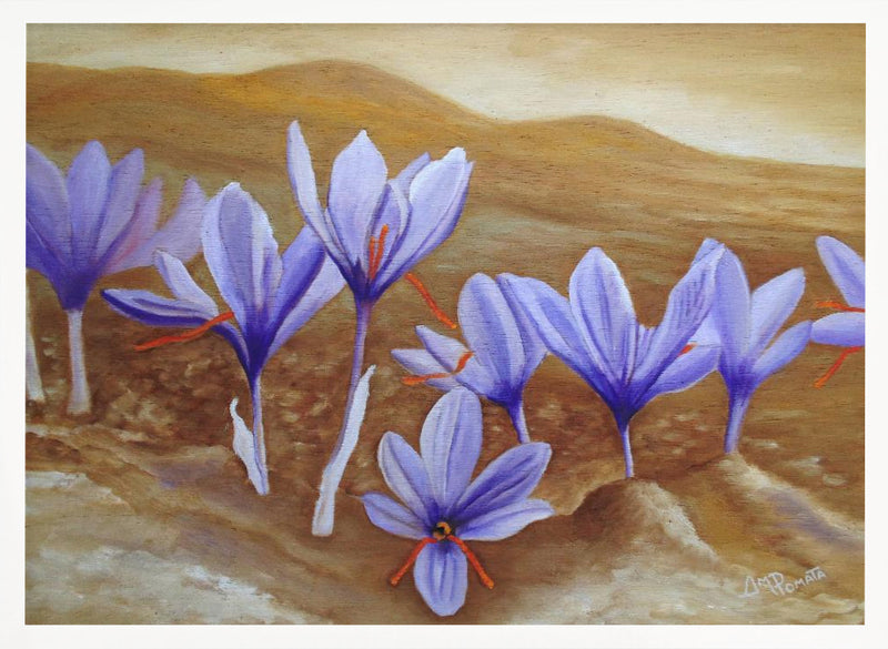 Saffron Flowers - Stretched Canvas, Poster or Fine Art Print I Heart Wall Art