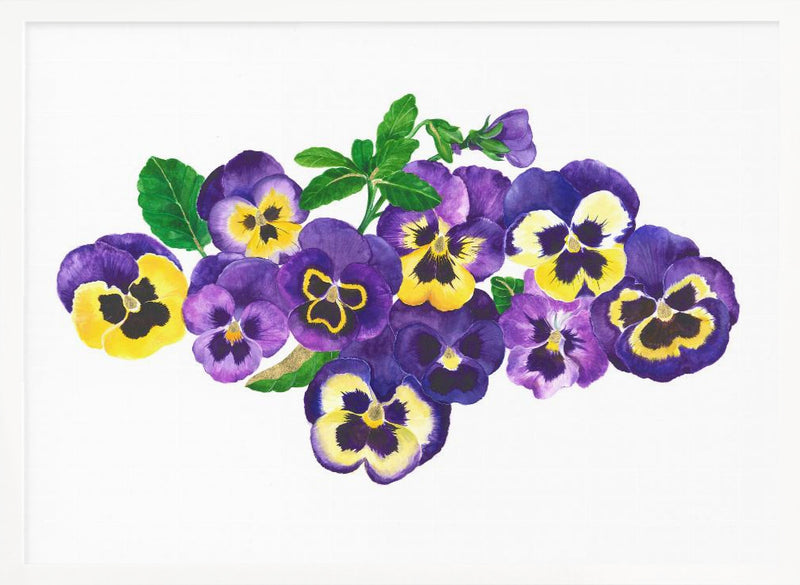 Pansies - Stretched Canvas, Poster or Fine Art Print I Heart Wall Art