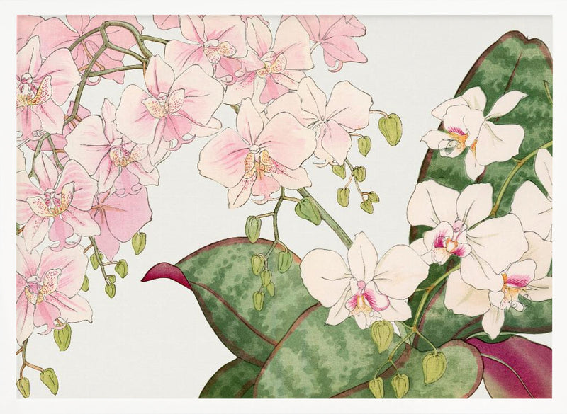 Vintage Orchid Flower No.2 - Stretched Canvas, Poster or Fine Art Print I Heart Wall Art