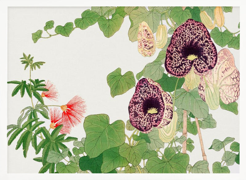 Albizia & Aristolochia Flower No.2 - Stretched Canvas, Poster or Fine Art Print I Heart Wall Art