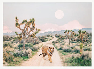 Wandering Tiger - Stretched Canvas, Poster or Fine Art Print I Heart Wall Art