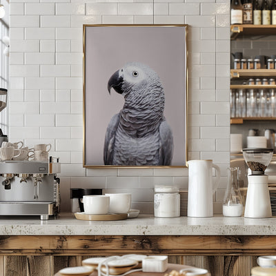 African Grey - Stretched Canvas, Poster or Fine Art Print I Heart Wall Art