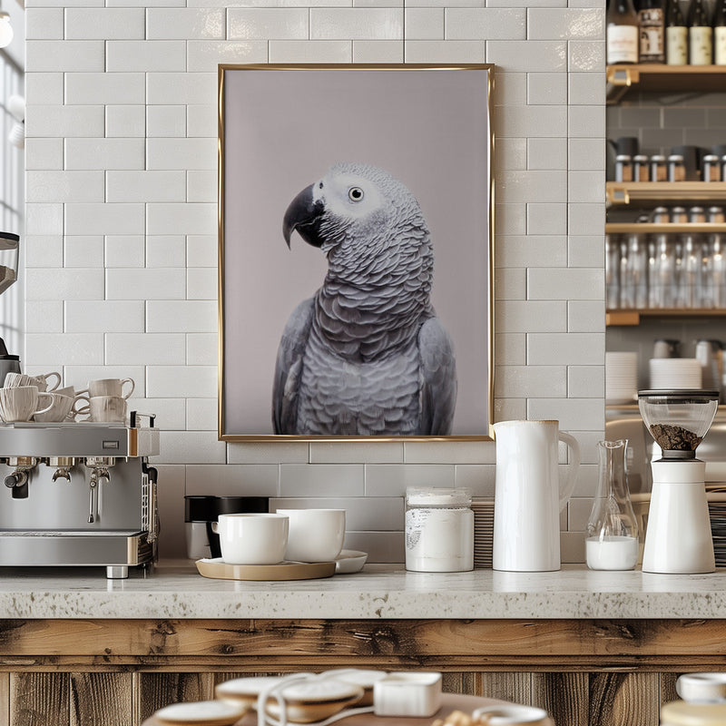 African Grey - Stretched Canvas, Poster or Fine Art Print I Heart Wall Art