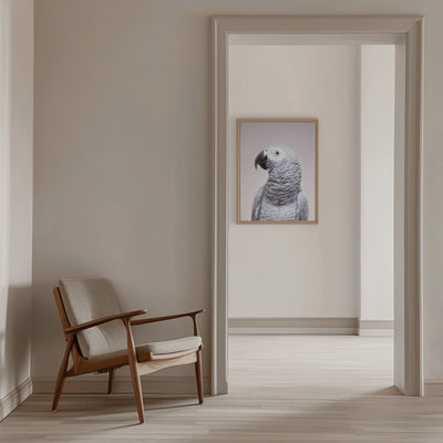 African Grey - Stretched Canvas, Poster or Fine Art Print I Heart Wall Art