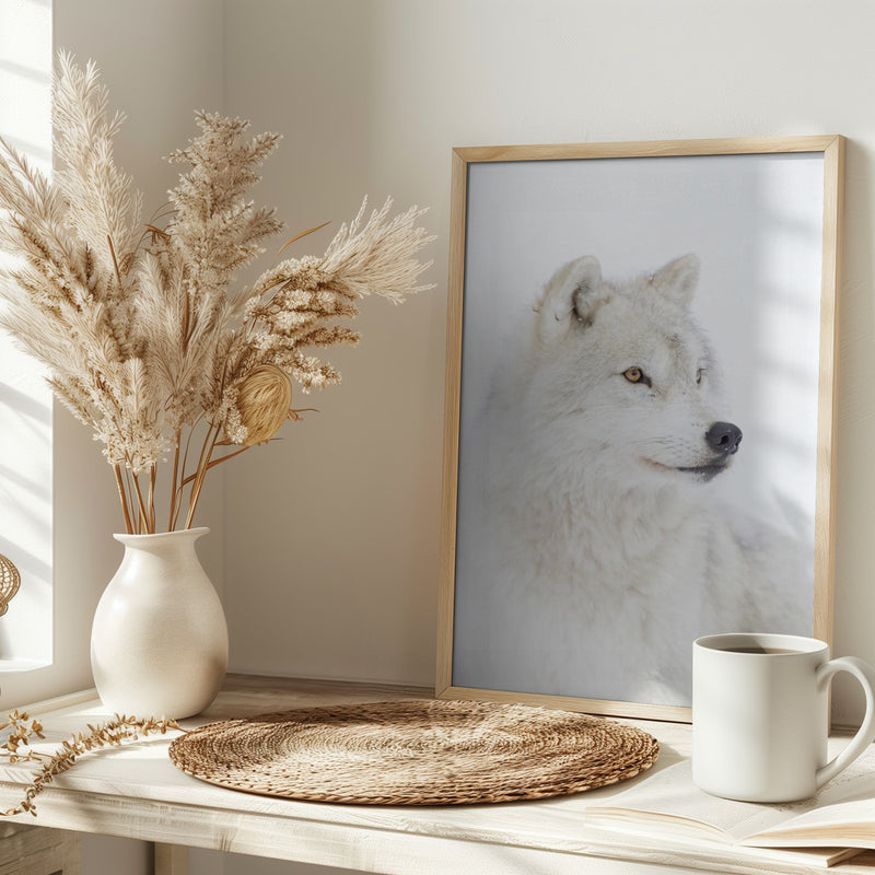 Portrait of an Arctic Wolf - Stretched Canvas, Poster or Fine Art Print I Heart Wall Art