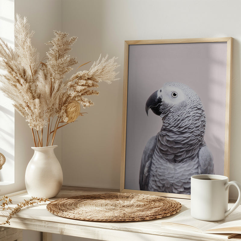 African Grey - Stretched Canvas, Poster or Fine Art Print I Heart Wall Art