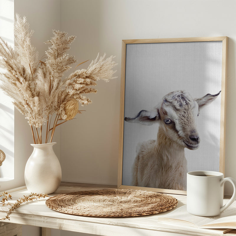 Peekaboo Baby Goat - Stretched Canvas, Poster or Fine Art Print I Heart Wall Art