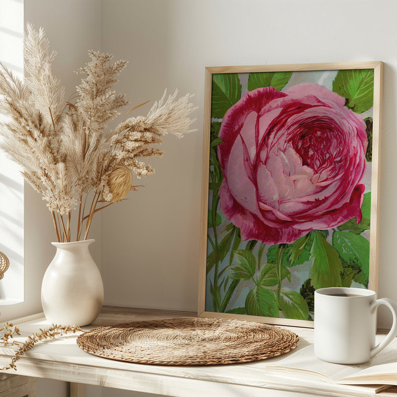 Pink Rose, Mrs John Laing Lithograph - Stretched Canvas, Poster or Fine Art Print I Heart Wall Art