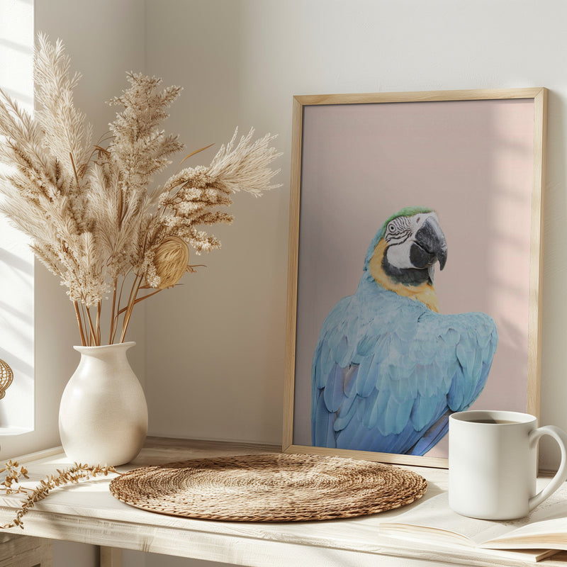 Blue Macaw - Stretched Canvas, Poster or Fine Art Print I Heart Wall Art