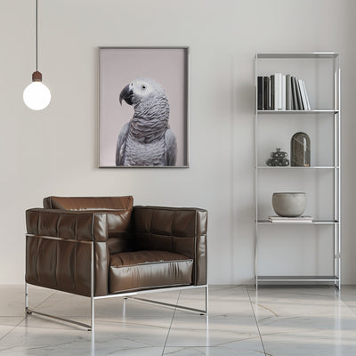 African Grey - Stretched Canvas, Poster or Fine Art Print I Heart Wall Art