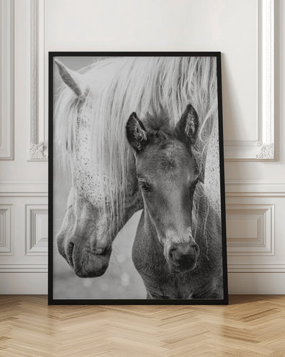 The Foal - Stretched Canvas, Poster or Fine Art Print I Heart Wall Art