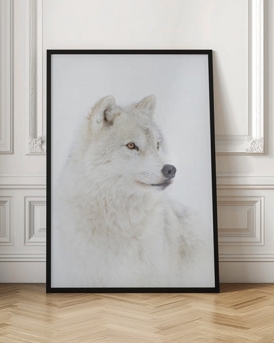 Portrait of an Arctic Wolf - Stretched Canvas, Poster or Fine Art Print I Heart Wall Art