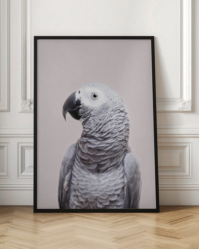 African Grey - Stretched Canvas, Poster or Fine Art Print I Heart Wall Art