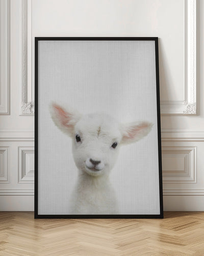 Peekaboo Baby Sheep - Stretched Canvas, Poster or Fine Art Print I Heart Wall Art