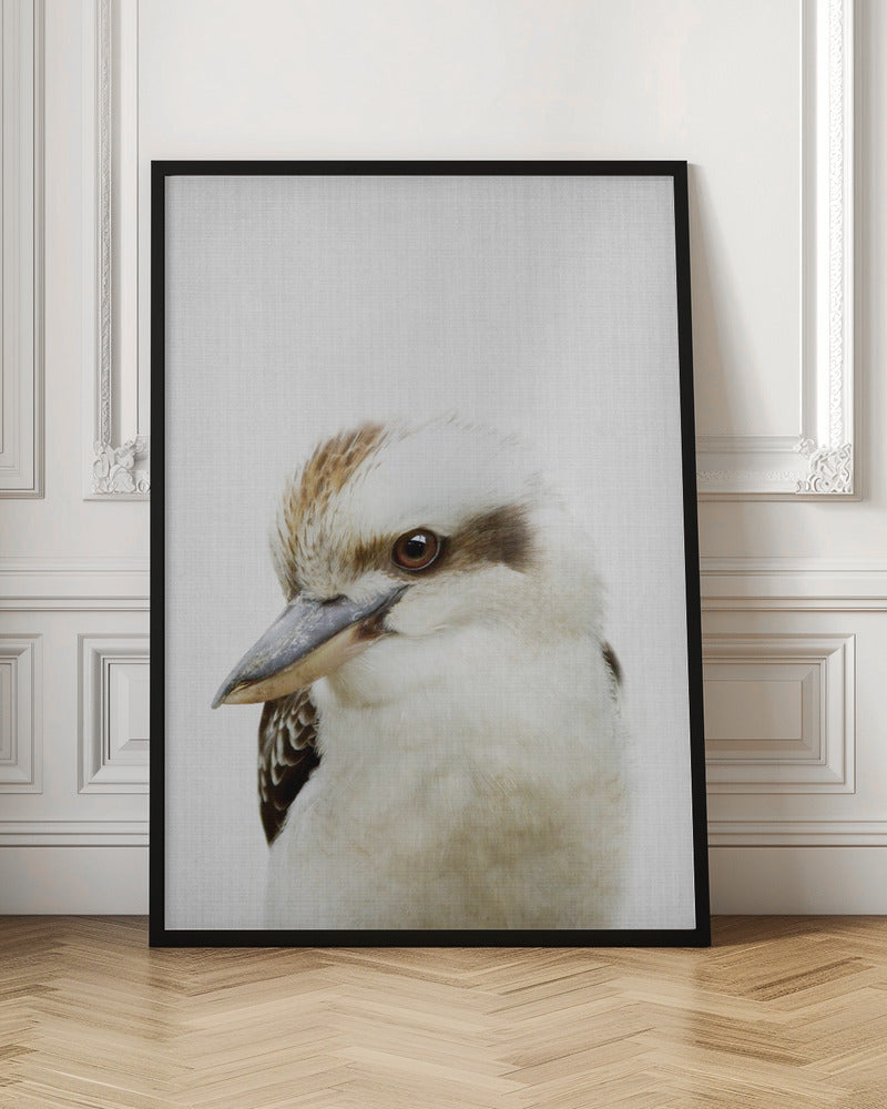 Peekaboo Kookaburra - Stretched Canvas, Poster or Fine Art Print I Heart Wall Art