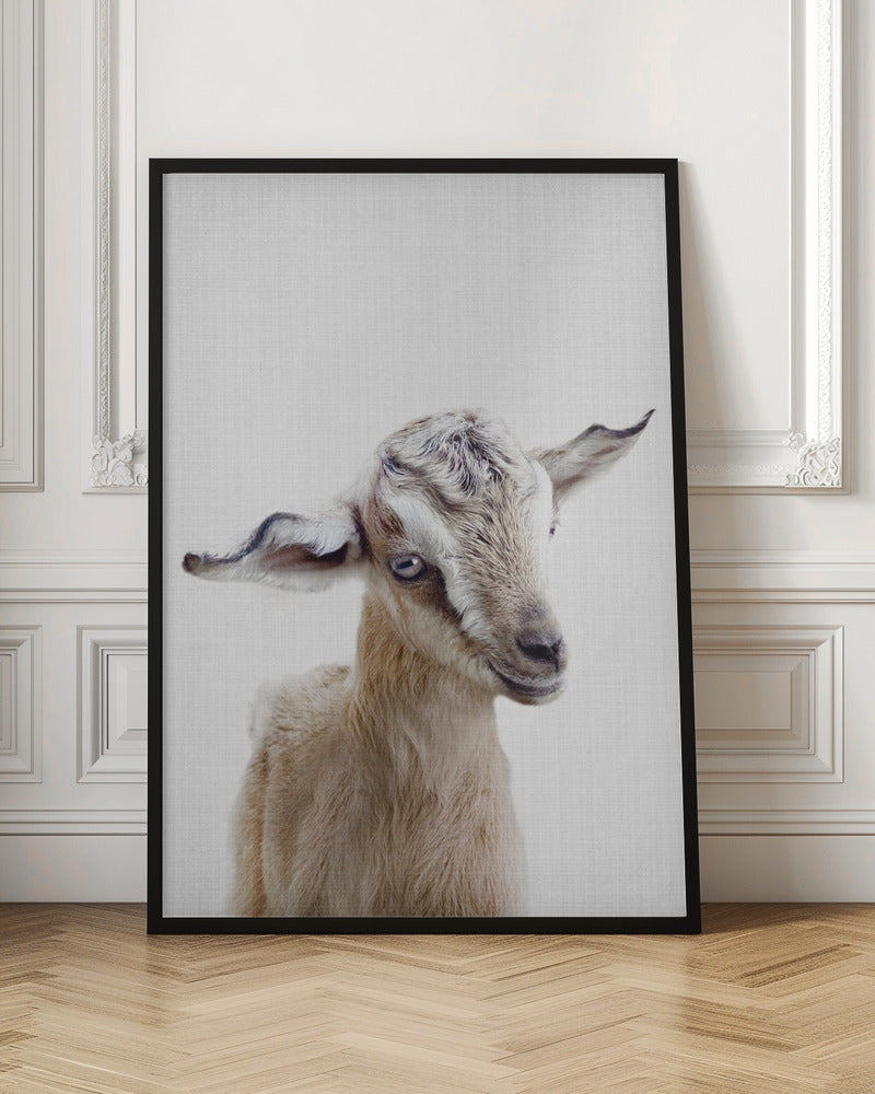 Peekaboo Baby Goat - Stretched Canvas, Poster or Fine Art Print I Heart Wall Art