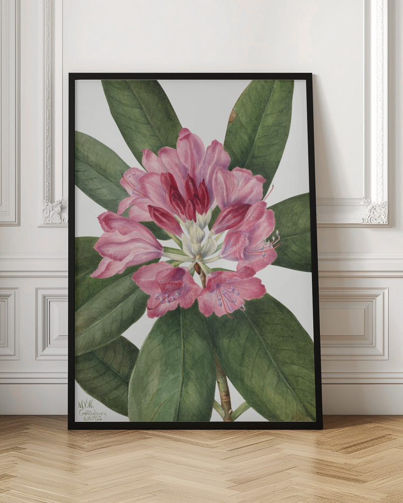 Mountain Rose Bay (1932) - Stretched Canvas, Poster or Fine Art Print I Heart Wall Art