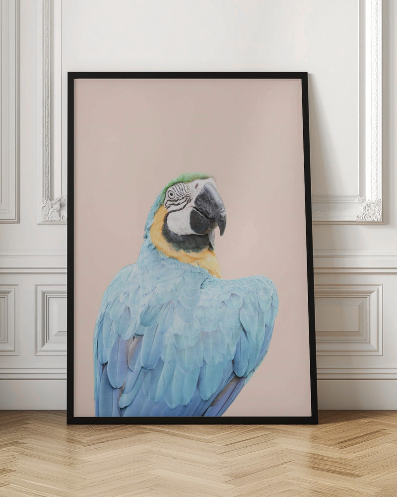 Blue Macaw - Stretched Canvas, Poster or Fine Art Print I Heart Wall Art