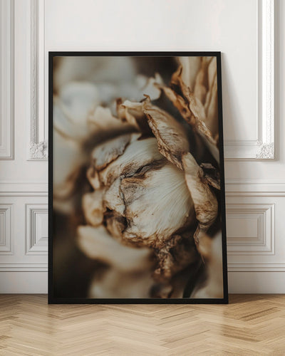 Dry peony - Stretched Canvas, Poster or Fine Art Print I Heart Wall Art