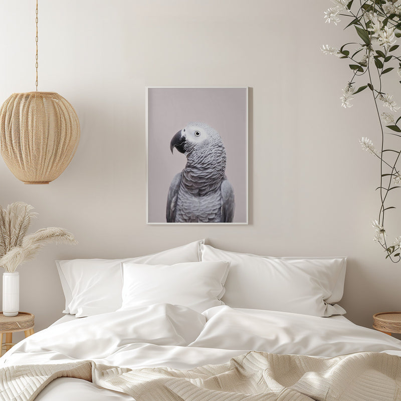 African Grey - Stretched Canvas, Poster or Fine Art Print I Heart Wall Art