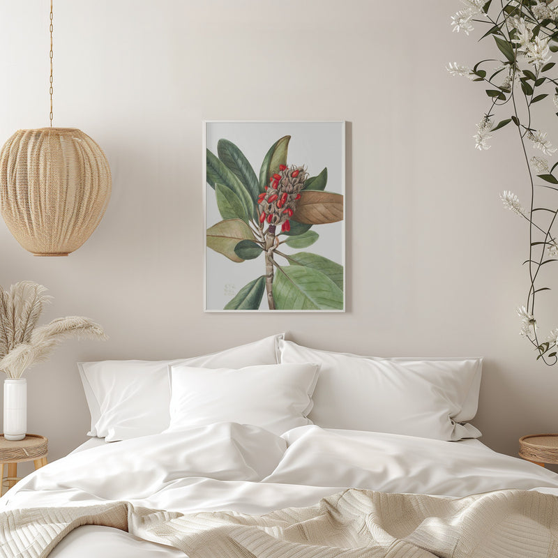 Southern Magnolia (1923) - Stretched Canvas, Poster or Fine Art Print I Heart Wall Art