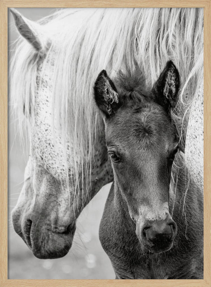 The Foal - Stretched Canvas, Poster or Fine Art Print I Heart Wall Art