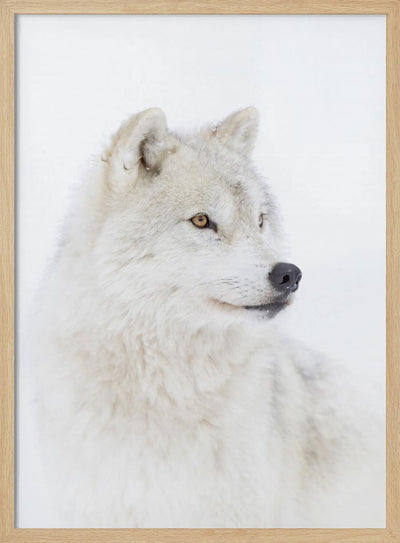 Portrait of an Arctic Wolf - Stretched Canvas, Poster or Fine Art Print I Heart Wall Art