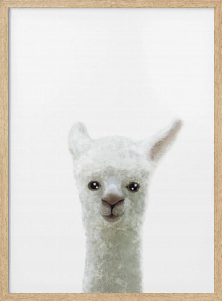 Llama - Stretched Canvas, Poster or Fine Art Print I Heart Wall Art