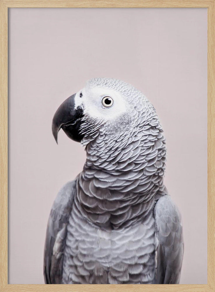 African Grey - Stretched Canvas, Poster or Fine Art Print I Heart Wall Art