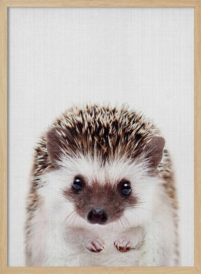 Peekaboo Hedgehog - Stretched Canvas, Poster or Fine Art Print I Heart Wall Art