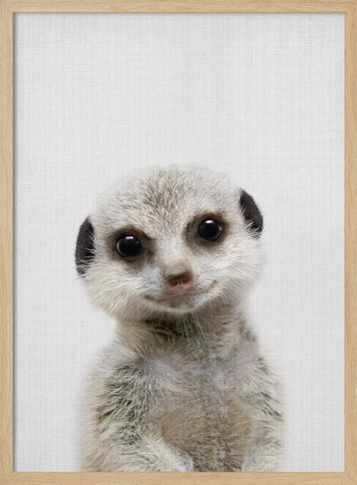 Peekaboo Baby Meerkat - Stretched Canvas, Poster or Fine Art Print I Heart Wall Art