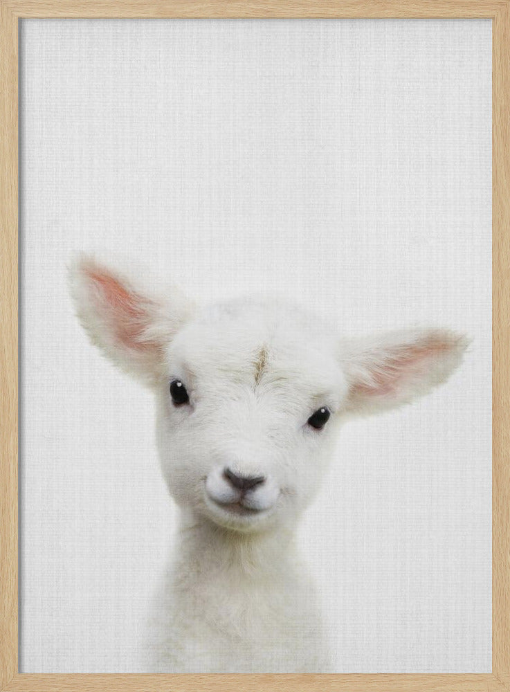 Peekaboo Baby Sheep - Stretched Canvas, Poster or Fine Art Print I Heart Wall Art