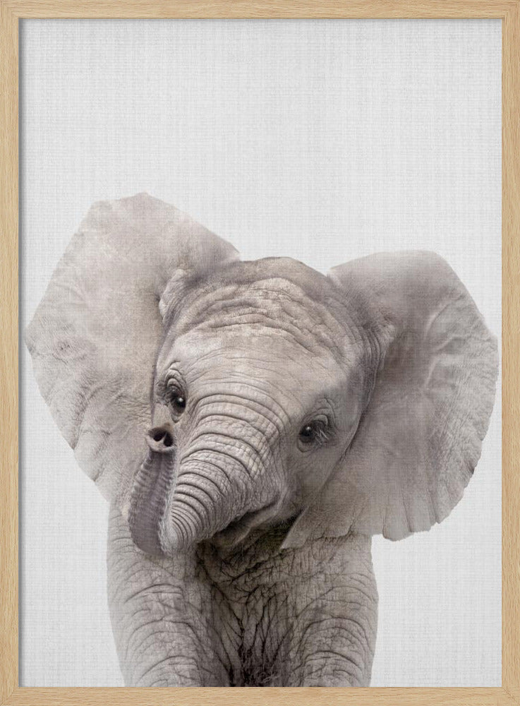 Peekaboo Baby Elephant - Stretched Canvas, Poster or Fine Art Print I Heart Wall Art